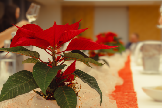 Fiore rosso "Stella di Natale" su un tavolo